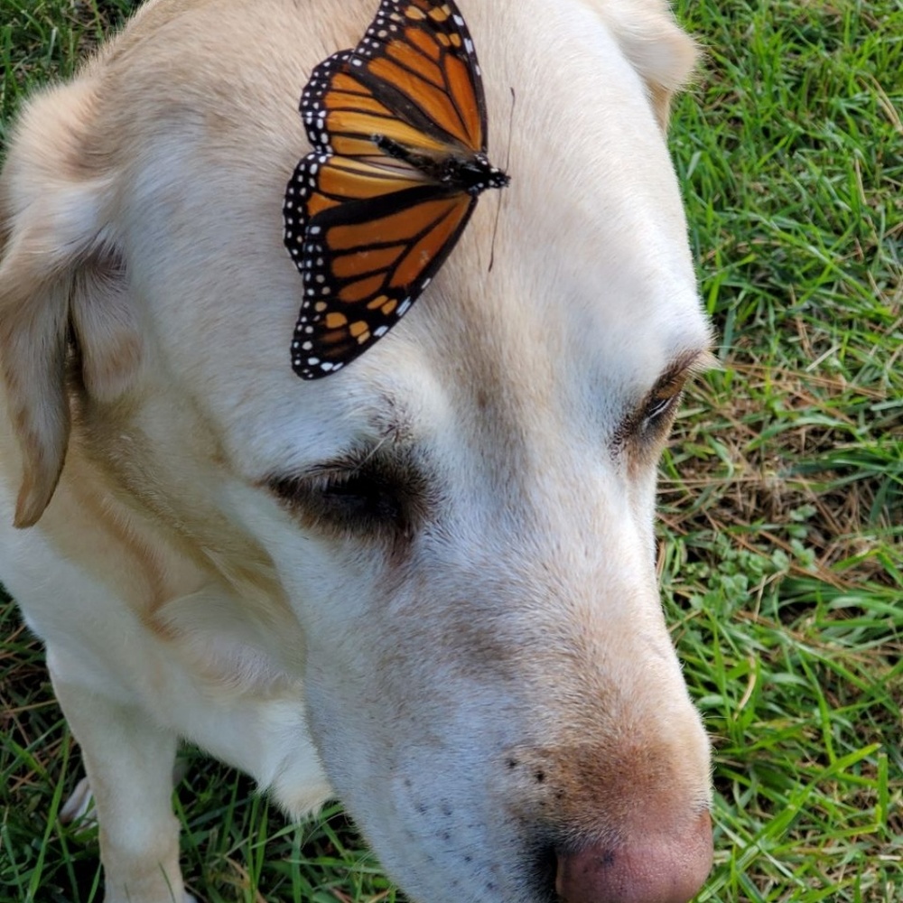 Meet your Posher, Montserrat